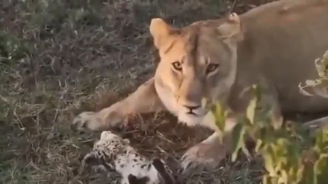 the lion kills the kitten/лев убивает котенка