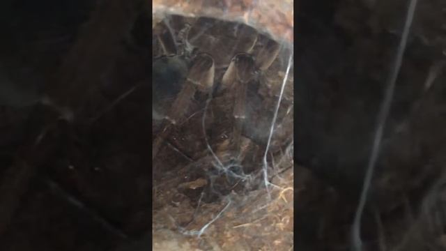 Theraphosa Stirmi feeding Lucihormetica verrucosa 🎴Поэтическое видео без жести