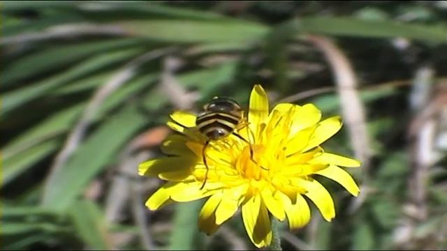 Pestřenky Syrphus torvus a Sphaerophodia scripta