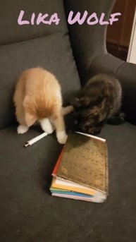 "ВКУС" КНИГИ 😍Милые котики. Смешные коты. Смешные животные. Cute kittens. Cute Teddy kittens. Fun
