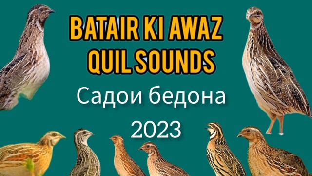 бедана сайрашиСадои бедонадар_канали_мо_обуна_шавед_фақат_дастгирӣ_кунед