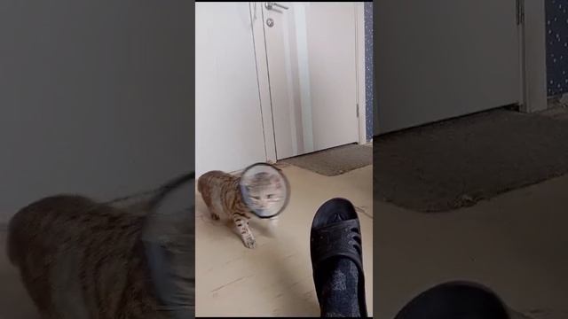 VID-20250222-WA0008.mp4