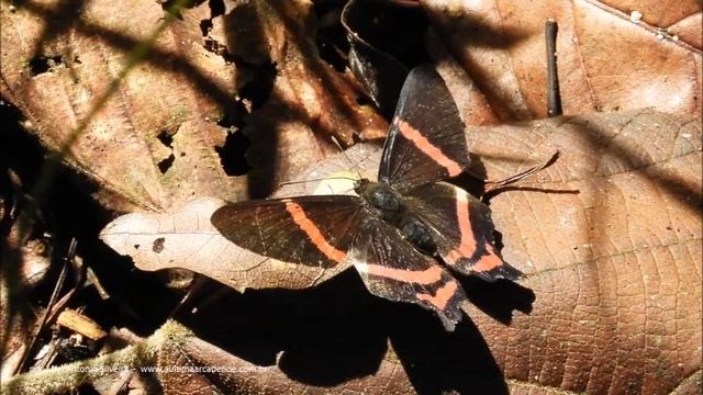 Ancyluris aulestes pandama Mogi das Cruzes-Sp, Br 4 2019 Antonio Silveira
