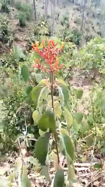 Conocimos otra planta medicinal el/ chichipince te diremos porque