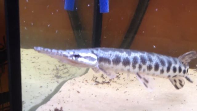 Spotted Gar, Wild tiger oscar, spiny eel and false jaguar catfish feeding (all for sale £££)