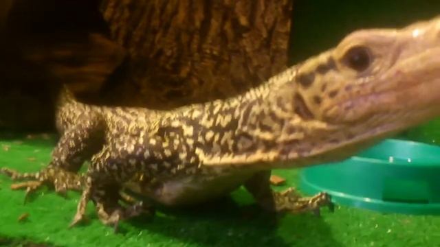 Varanus melinus (male)