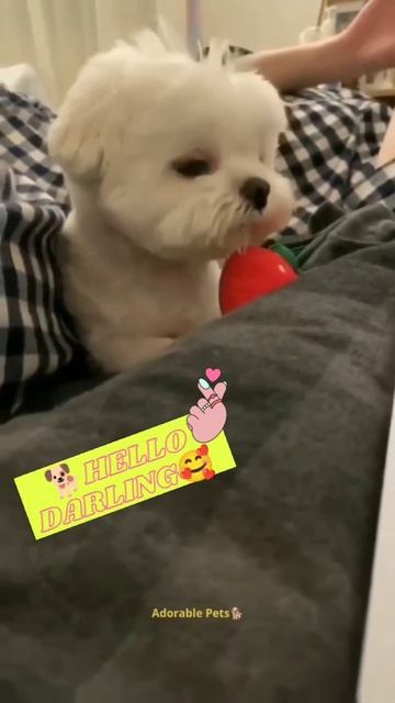 Hello, My Darling ❤️ ~ I am here! Adorable Pets | 🧡😍🐶 #Shorts