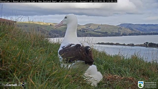 (19.04.2023) Альбатрос. Папа GLY  прилетел   -  Albatross. Dad GLY  arrived.