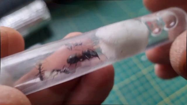 🐜 Ant Unboxing #176 - Kupiliśmy Acromyrmex lundii !!!