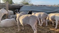 Продажа Катумских овец, ягнят, ярок и Баранов в Омске, звоните 89658788009 воцап