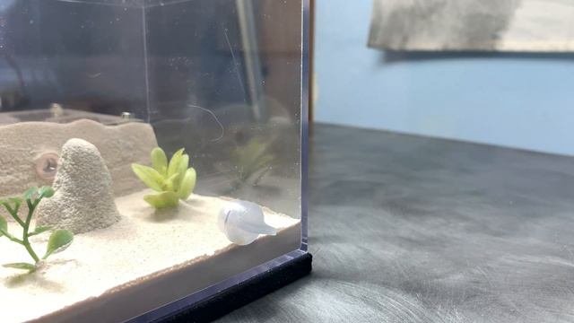 Unboxing Tarheel Ants Fallen Fortress And Moving My Camponotus Castaneus Colony Into It.