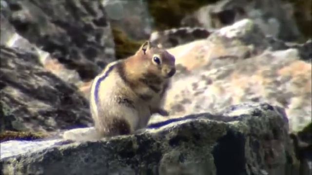 Golden Mantled ground Squirrel At Moraine Lake
