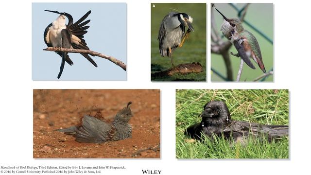 Basic Ornithology: Morphology:  Feathers, Plumage and Flight