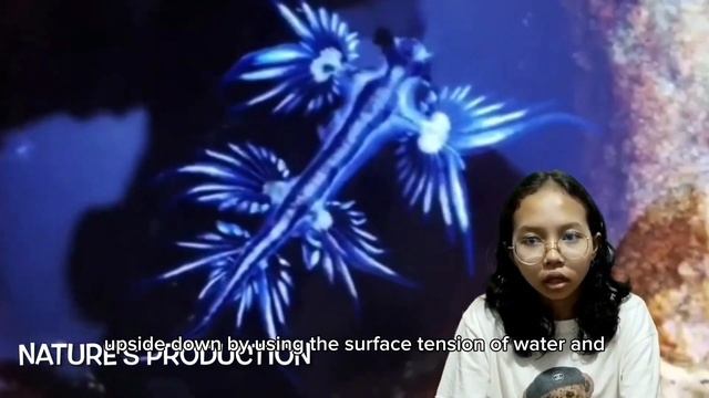 REPORT TEXT— Glaucus Atlanticus by Spill The Three