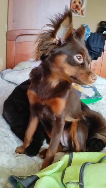 VID-20250217-WA0000.mp4