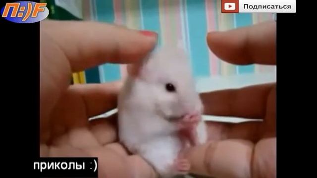 Удивленный пушистик )))