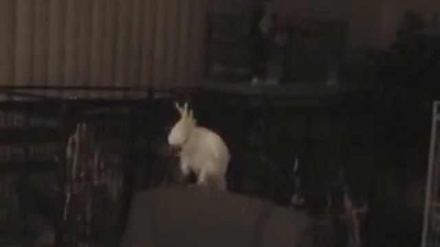 Попугай отжигает