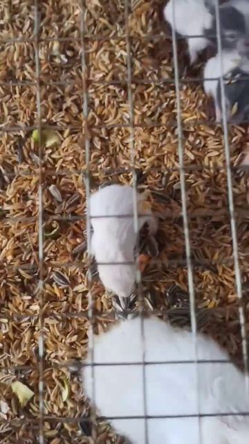 hamster 🐹 breeding || Hamster on stoke, fell free to contact
