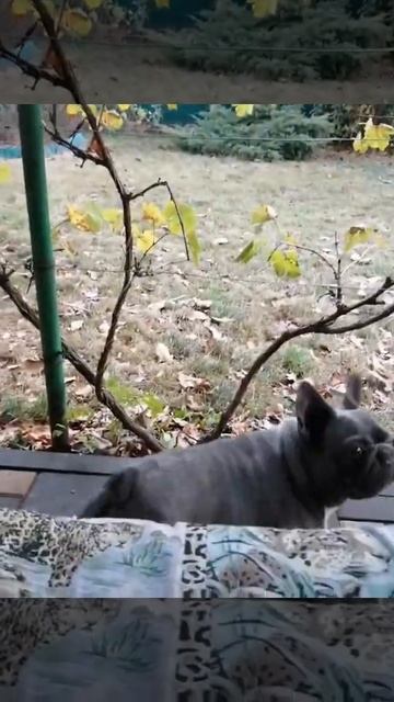 30.10.20 г. Французский бульдог