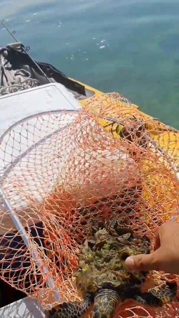 barnacles removal rescue sea turtle#shorts #fishing #abudhabi #inflatableboat