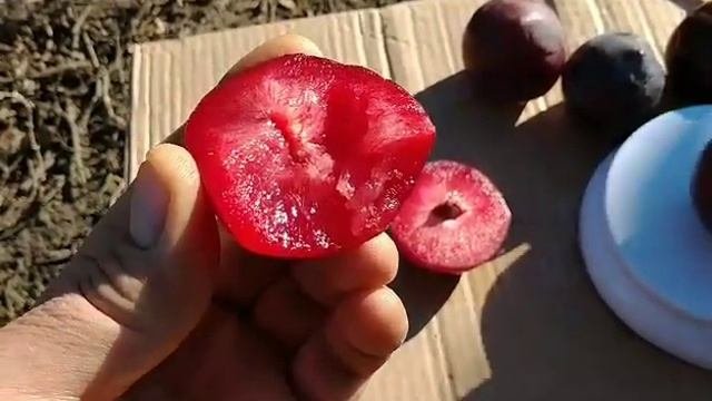 Диплоїдна слива Рубі Кранч. Plum Rubee Cranch. Слива яка зберігається до нового року та довше.
