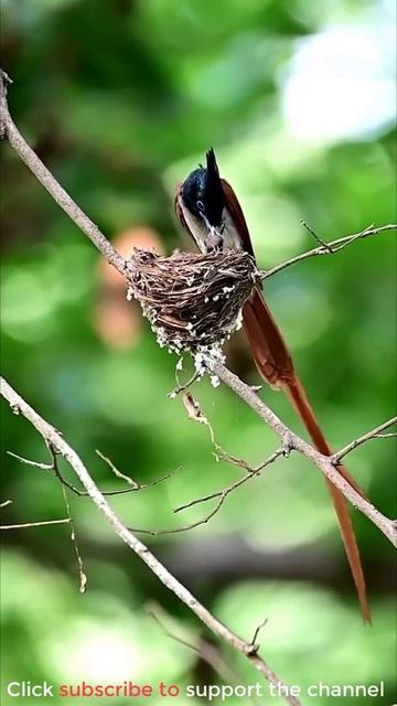 Bird of paradise