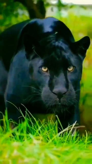 Black Panther🐯🐯🐯🔥🔥🔥 #shorts #king #animal🆕