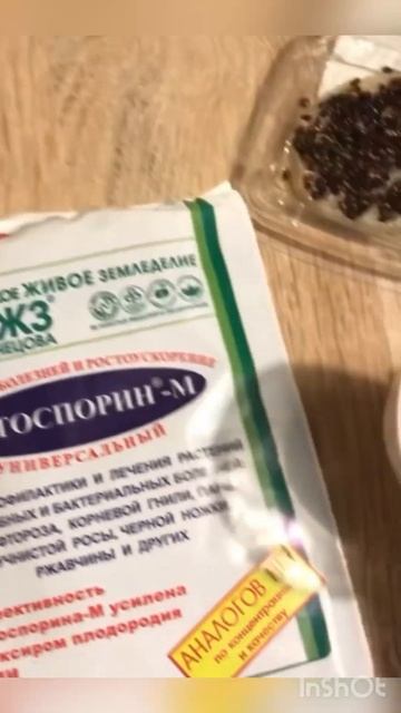 Хвойные растения из семян-легко!