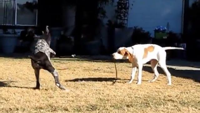 Freya Zack Sherlock 12 14 15 Playdate