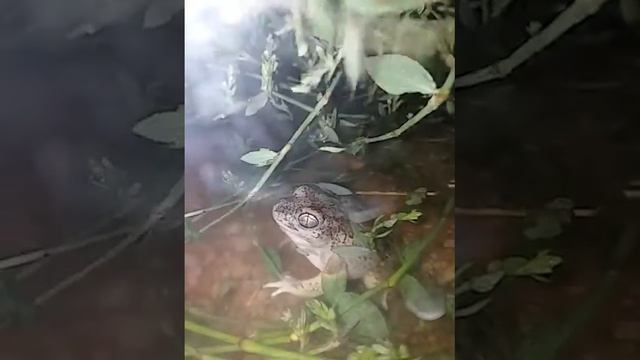 Frog Eating A Brown June Bug