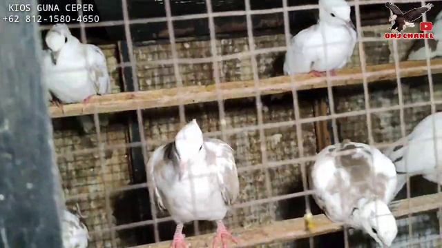 GREBEG GUDANG BURUNG ! IMPOR DAN LOKAL,CRIMSON CONURE, INDIAN RINGNECK,PASAR BURUNG PRAMUKA