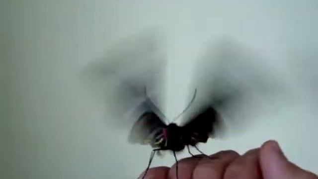 MOV02740.MPG