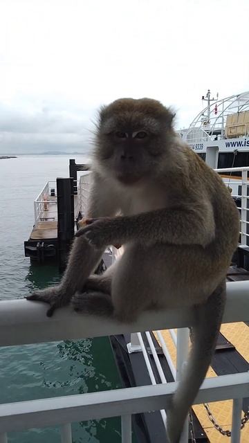 Kusu Island Singapore Southern Island 🏝️- 31 Dec 23 - Boy Monkey 🐒 tries to "bark" like a dog🐕. 🤣🤣🤣