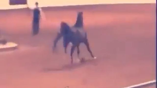 Лошадь