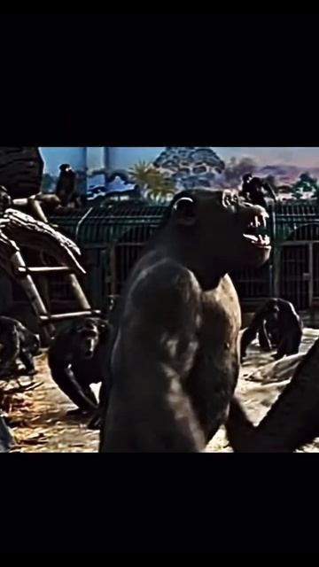 Rocket vs Maurice planet of the apes #edit