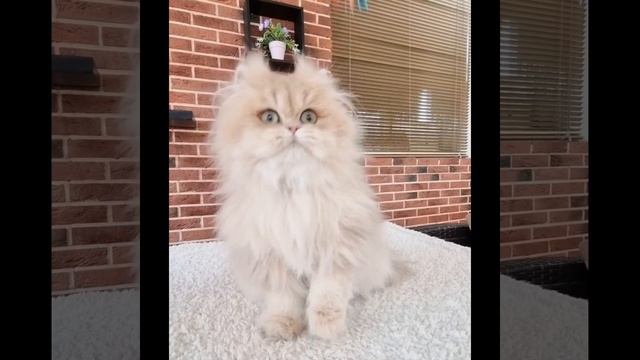 Британская длинношёрстная голубая шиншилла девочка Бомба 💙