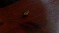 Giant Click Beetle