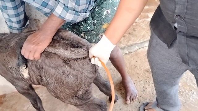 Rectal Enema to relieve constipation in Buffalo Calf