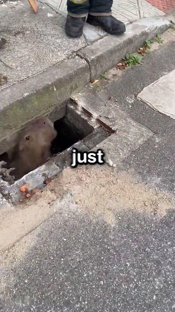 These Firefighters SAVE This Capybara! 😻