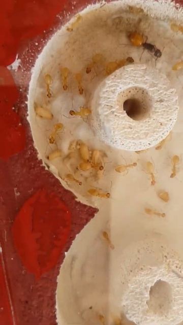 Camponotus turkestanus Colony with 30-35 individuals