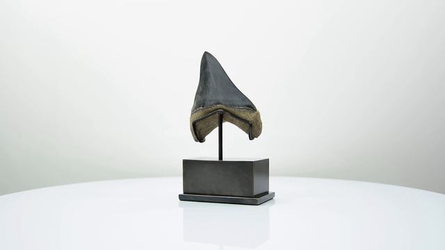 THE FOSSIL STORE™ \ Megalodon Shark Tooth 4.44"