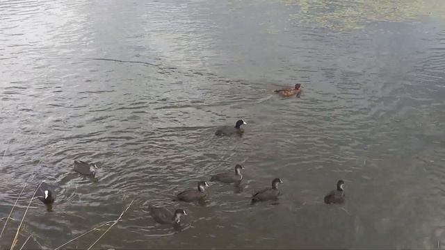 Лысухи и утки