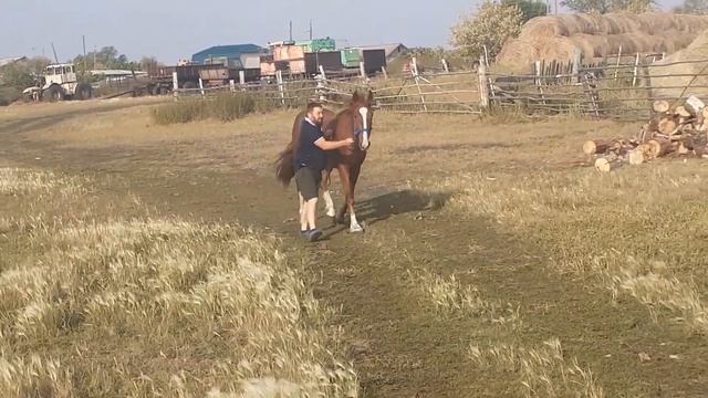 дааа уж эта ОРЛОВСКАЯ ПОРОДА глаз не отвести 👍👍👍👍☝️☝️☝️