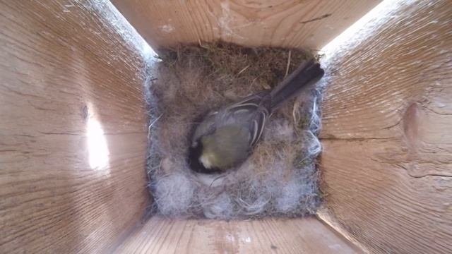 Большая синица (лат. Parus Major)