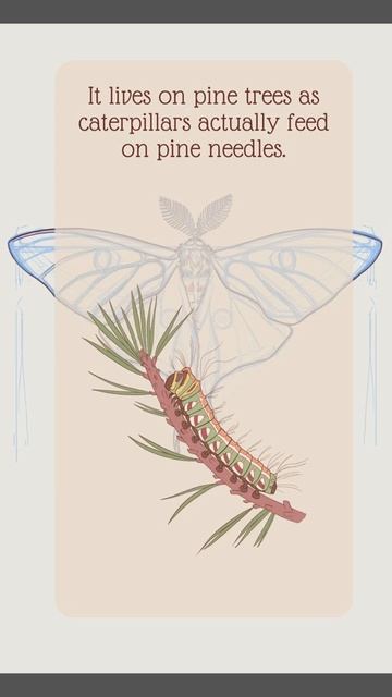 Spanish Moon Moth