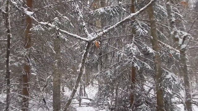 Косуля