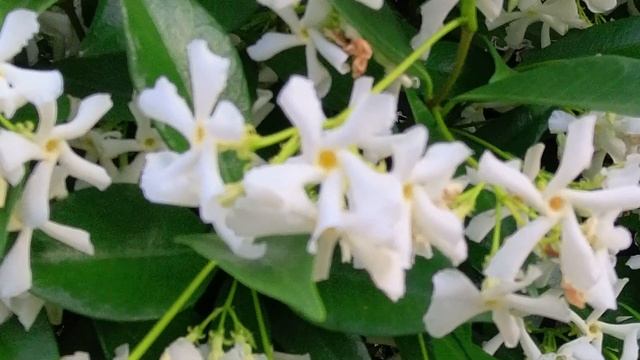 やっと春が来た！ ⑥ジャスミン！ Jasmine.