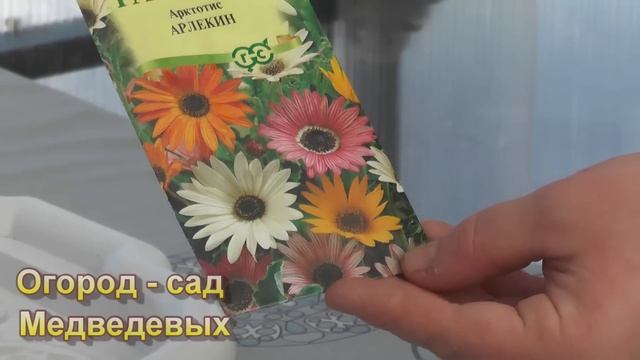 Какие цветы я посею в конце марта