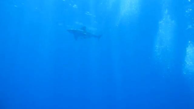 Meeting with an Oceanic Whitetip Shark (2009)