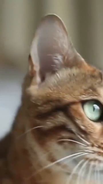 Почему у кошек двойное ухо? #кошка #ухо #жиаотные #cats #animals #shots #reels